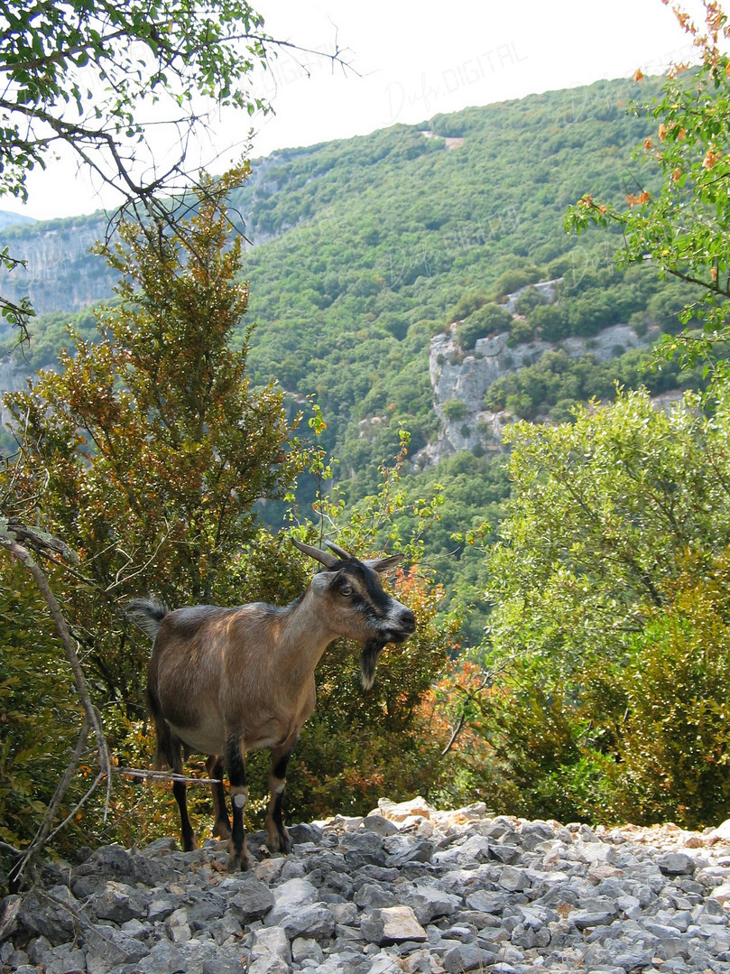 Mountain Goat in Nature