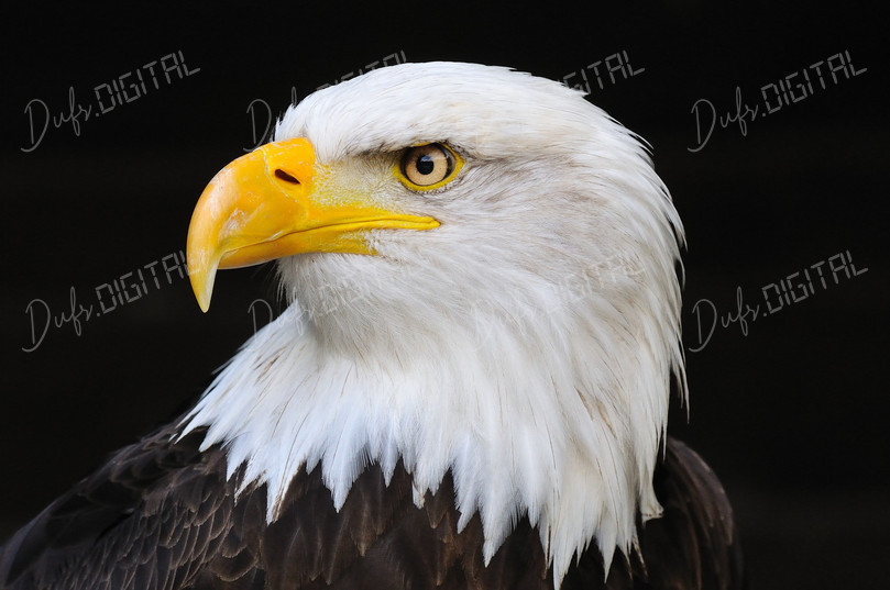 Majestic Eagle Portrait