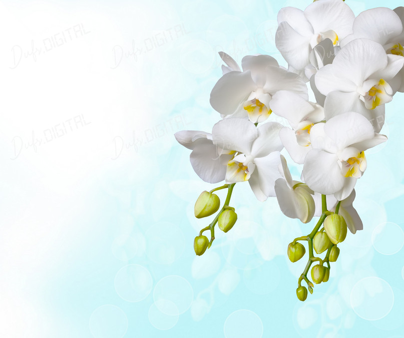 Elegant White Orchids