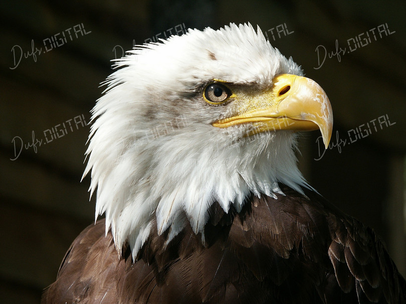 Majestic Bald Eagle