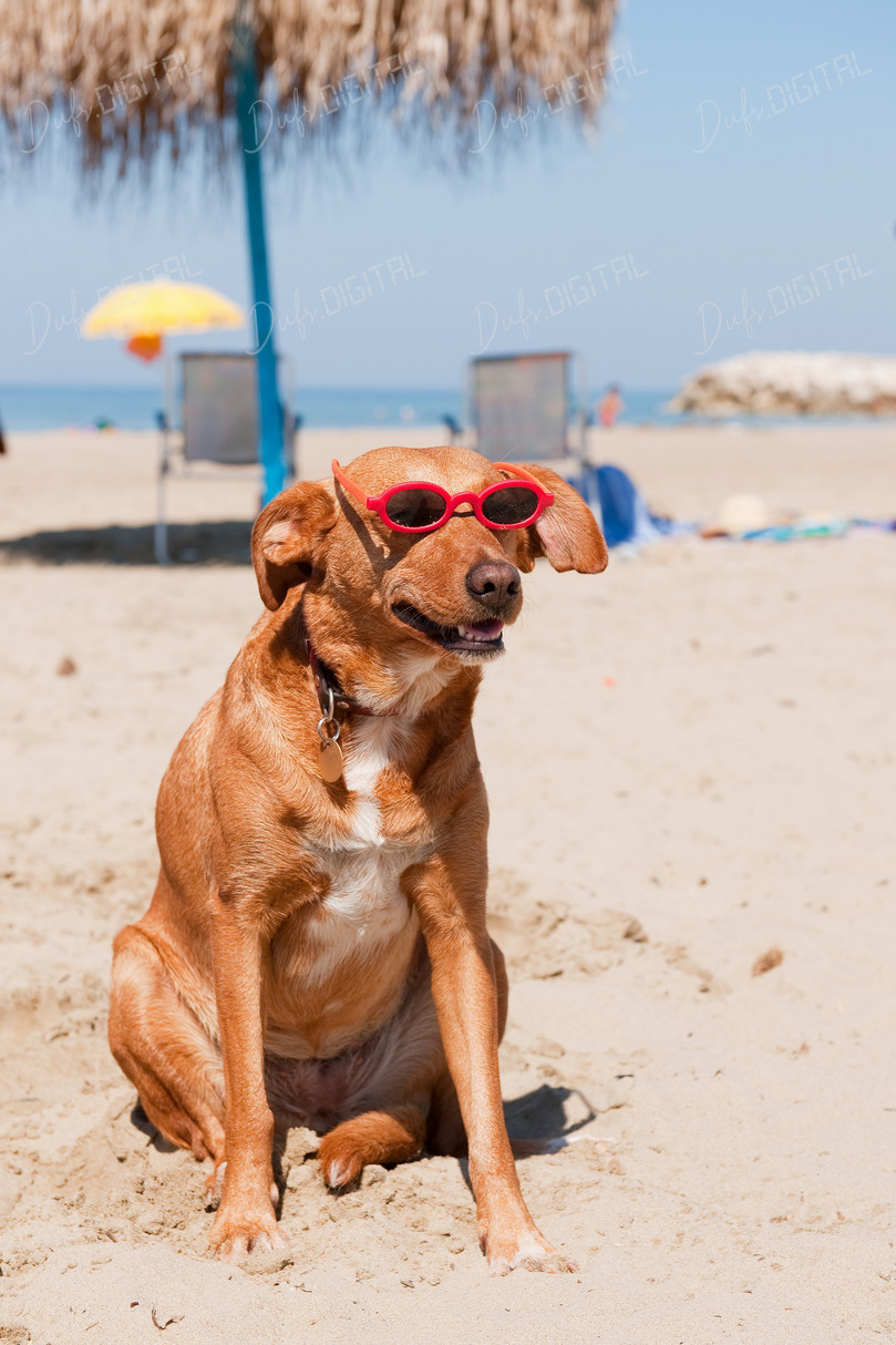 Dog at the Beach