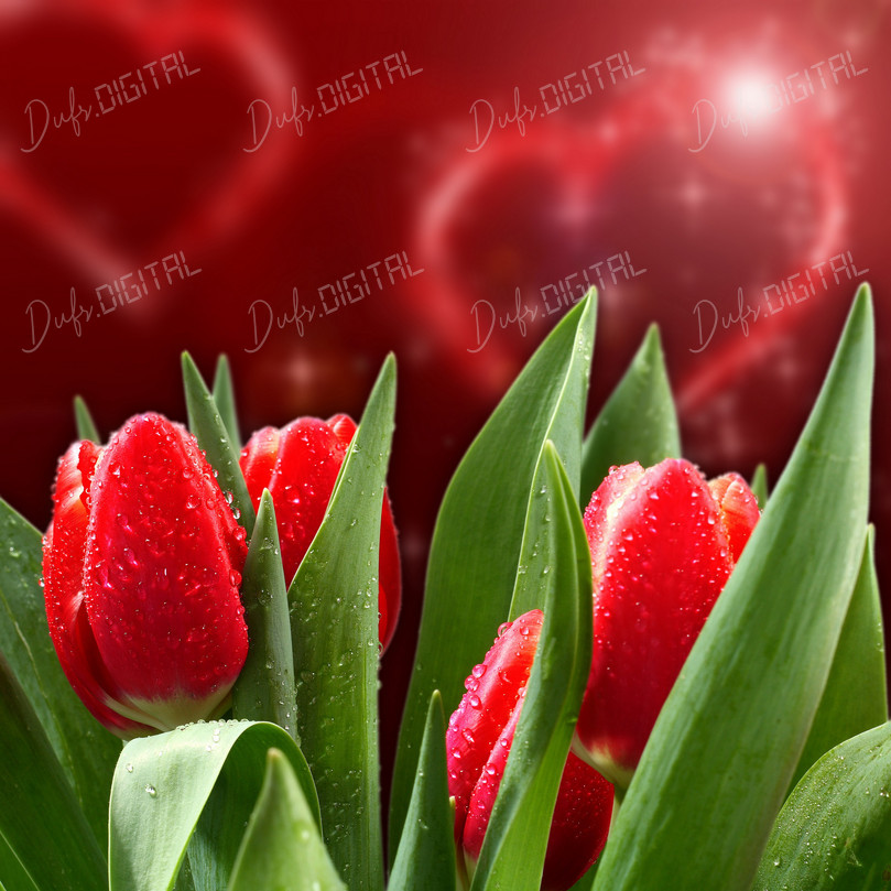 Romantic Red Tulips