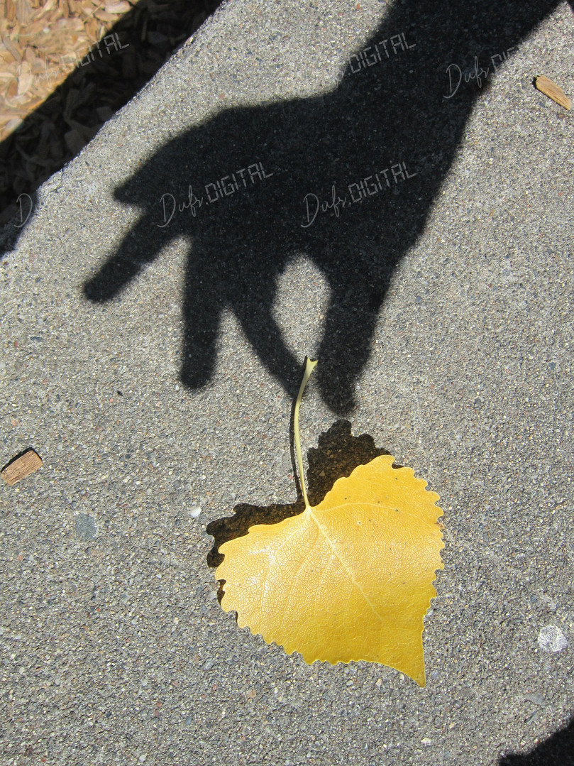 Shadow and Leaf