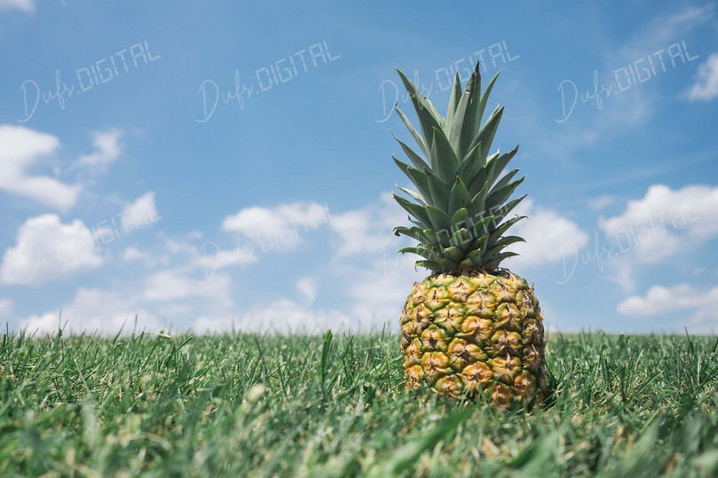 Pineapple In Green Grass