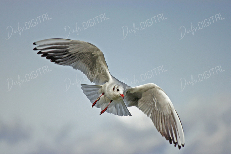 Seagull in Flight