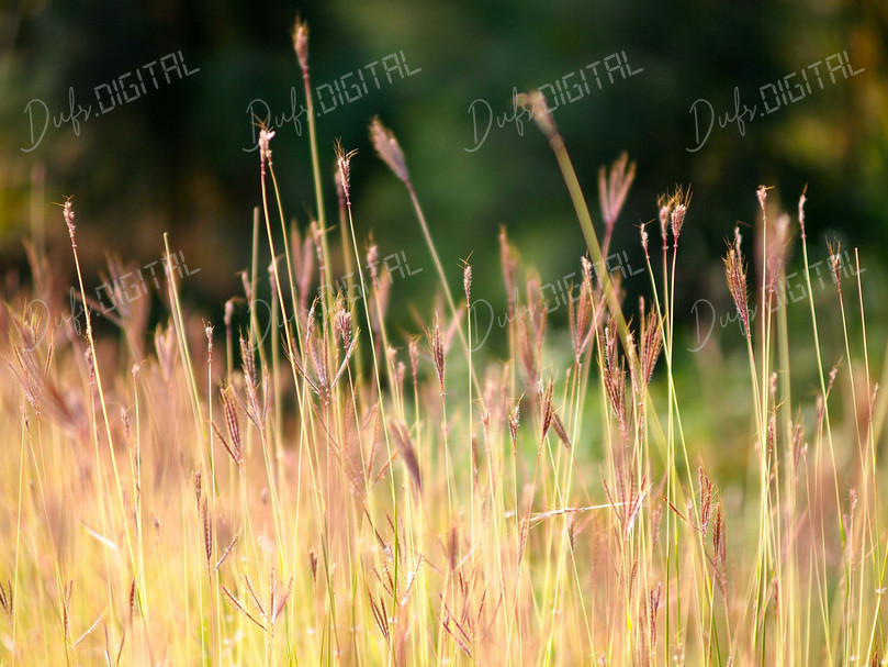 Golden Grass Fields