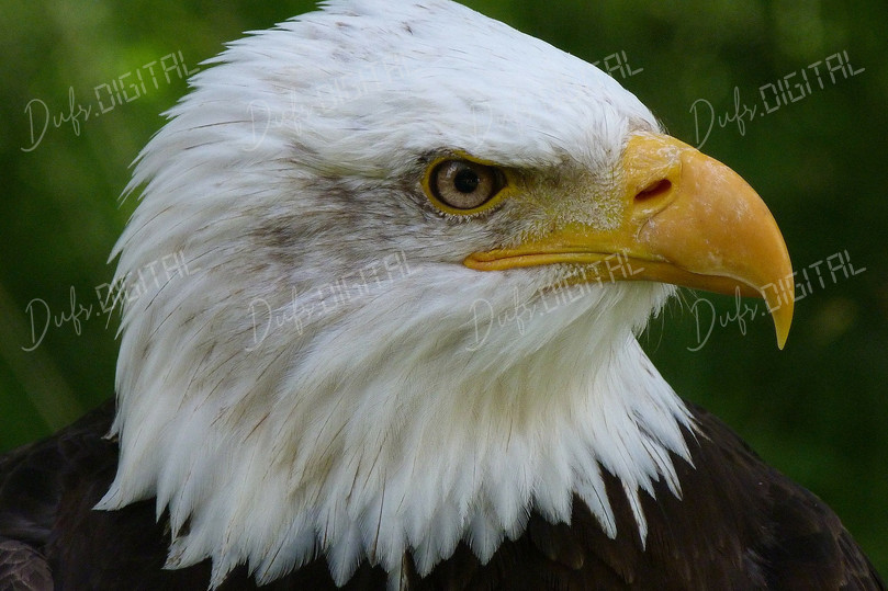 Majestic Bald Eagle