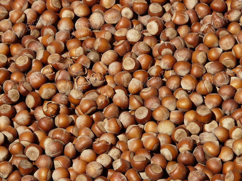 Hazelnut Shell Background