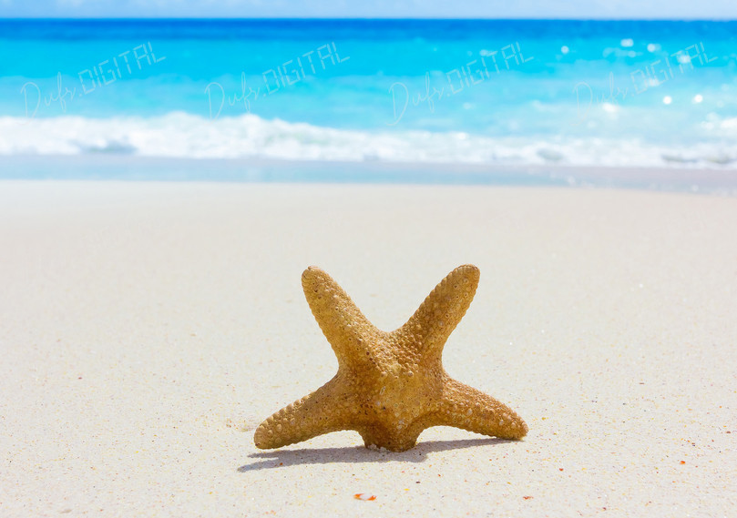 Starfish on the Beach