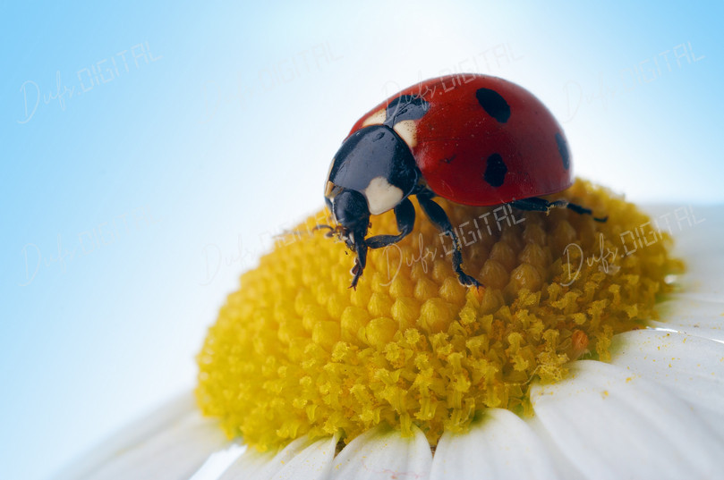 Ladybug on Flower
