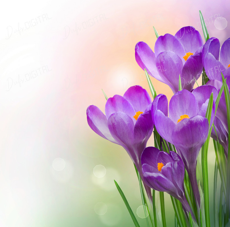 Beautiful Purple Crocuses