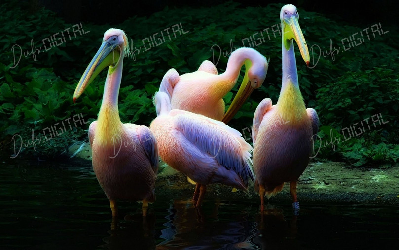 Colorful Pelicans Gathering