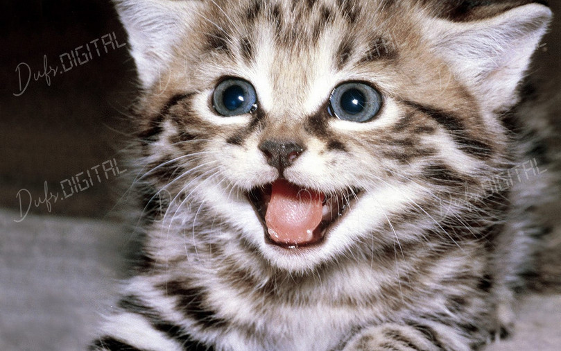 Playful Kitten Smiling