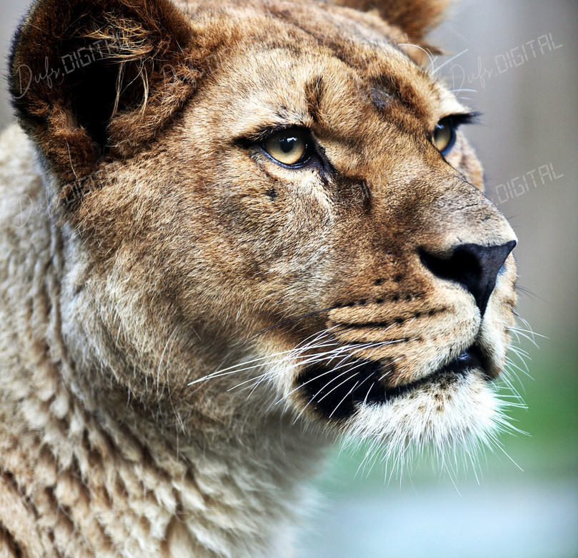Majestic Lioness Portrait