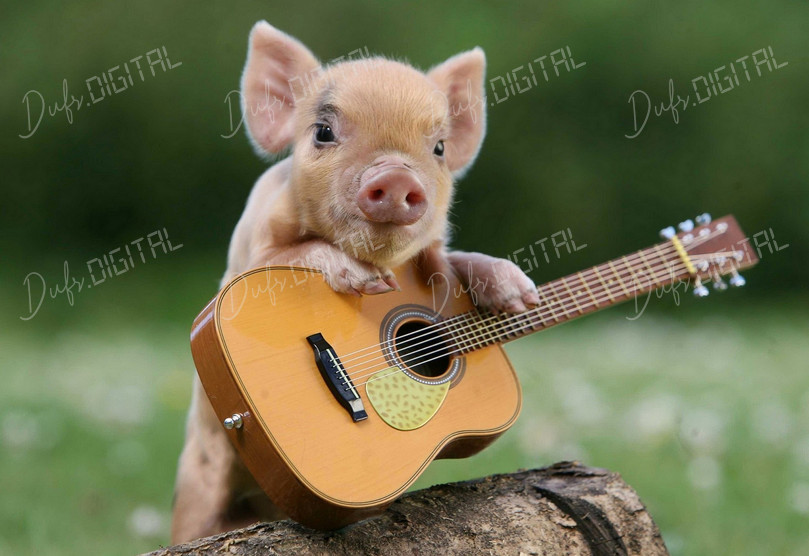 Pig with Guitar
