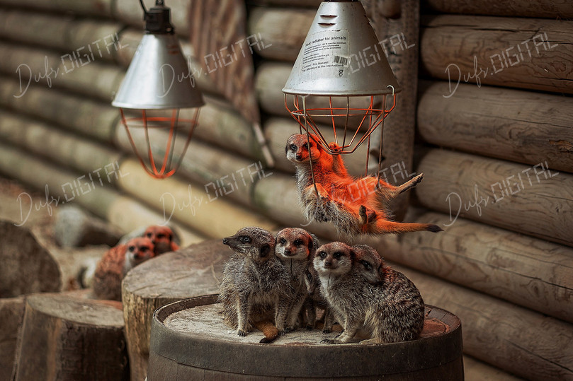 Meerkats Under Heat Lamps