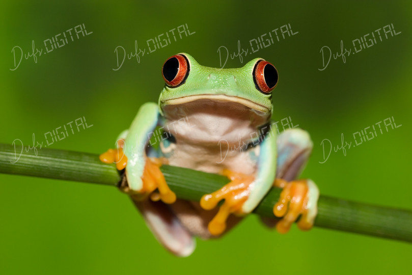 Colorful Tree Frog