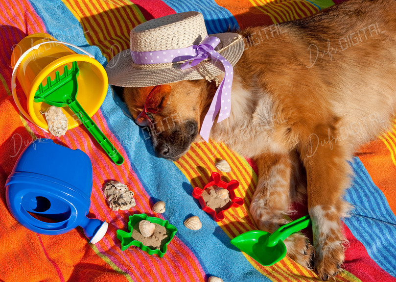 Dog Sleep at the Beach