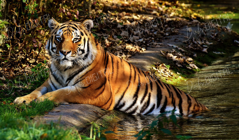 Majestic Tiger Relaxing