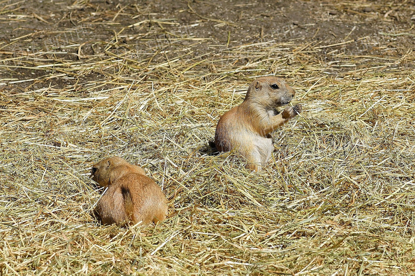Two Prairie Dogs