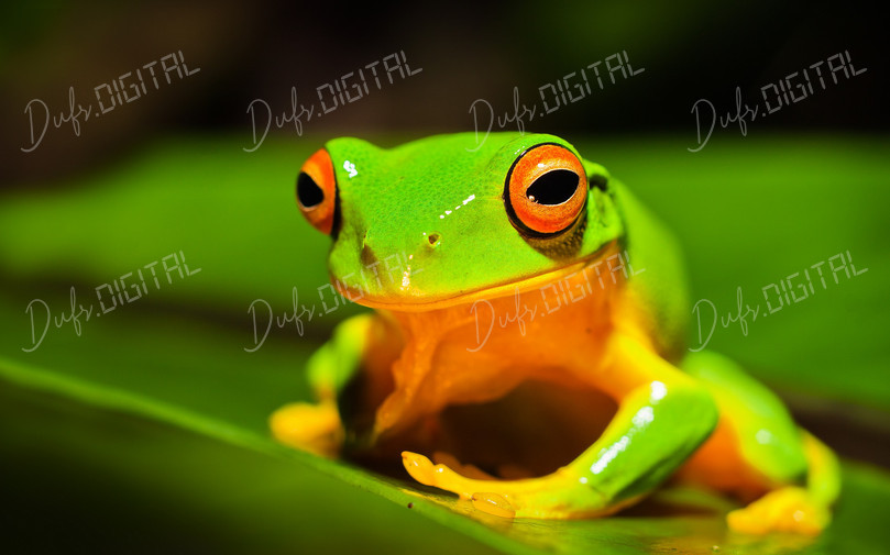 Vibrant Green Frog