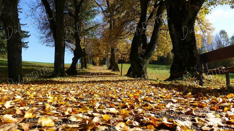 Autumn Leaves Path