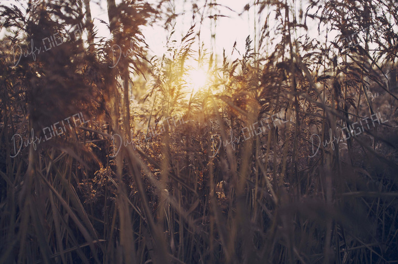 Sunset Through Grass