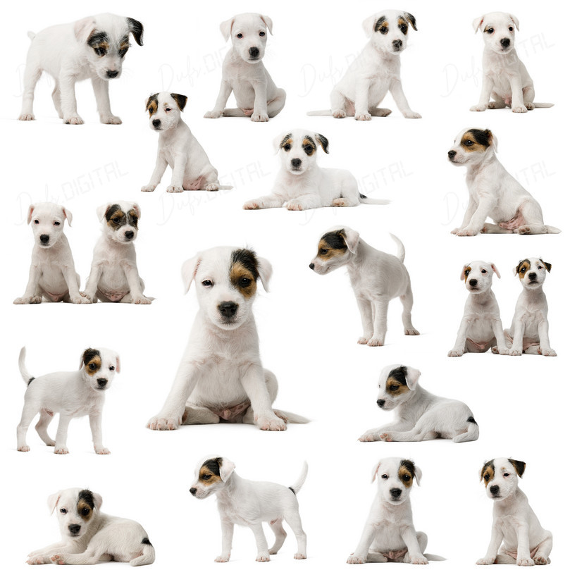 Cute Puppy Collection