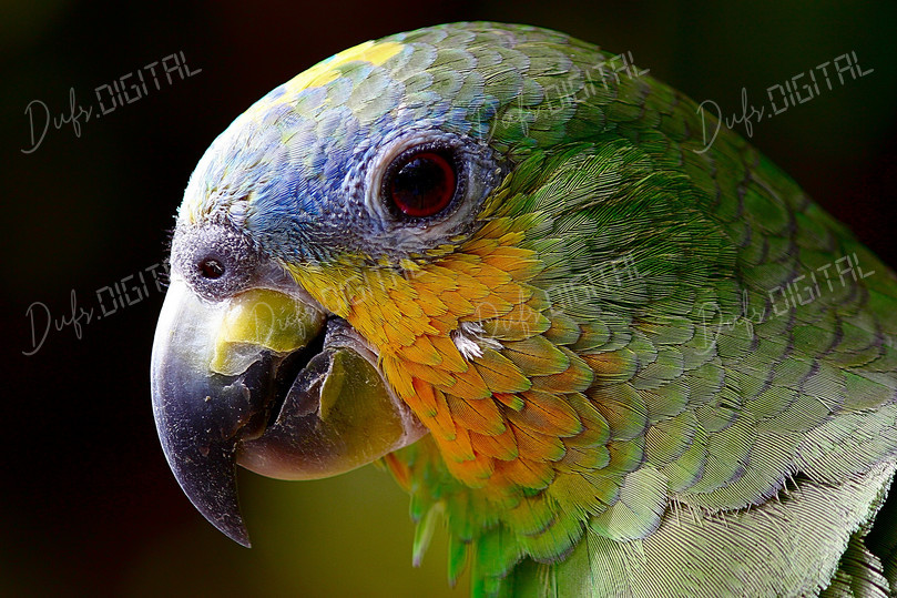 Colorful Parrot Portrait