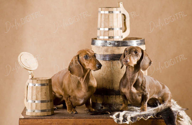 Dachshunds with Barrels