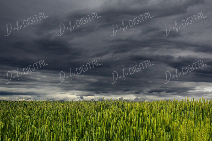 Stormy Field Landscape