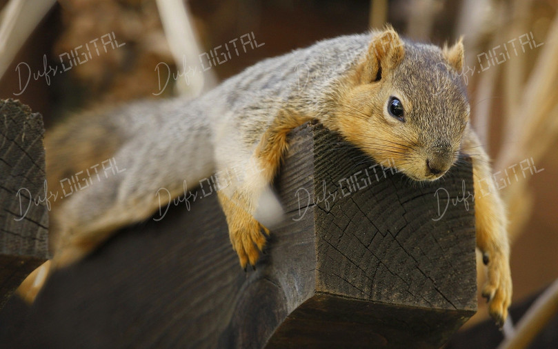 Relaxed Squirrel on Wood