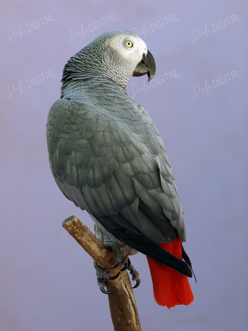 Gray Parrot Portrait
