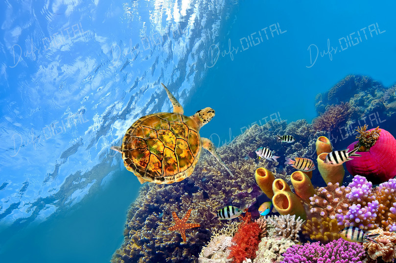 Underwater Sea Turtle