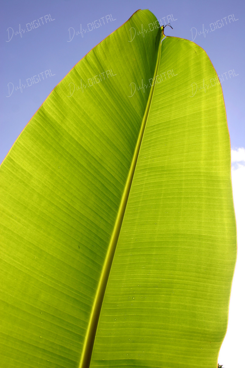 Green Leaf Close-up