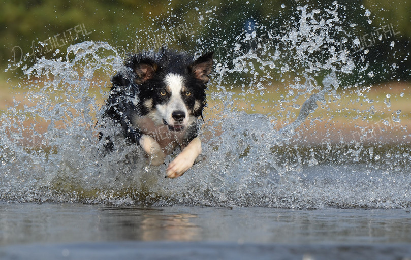 Dog Splashing in Water