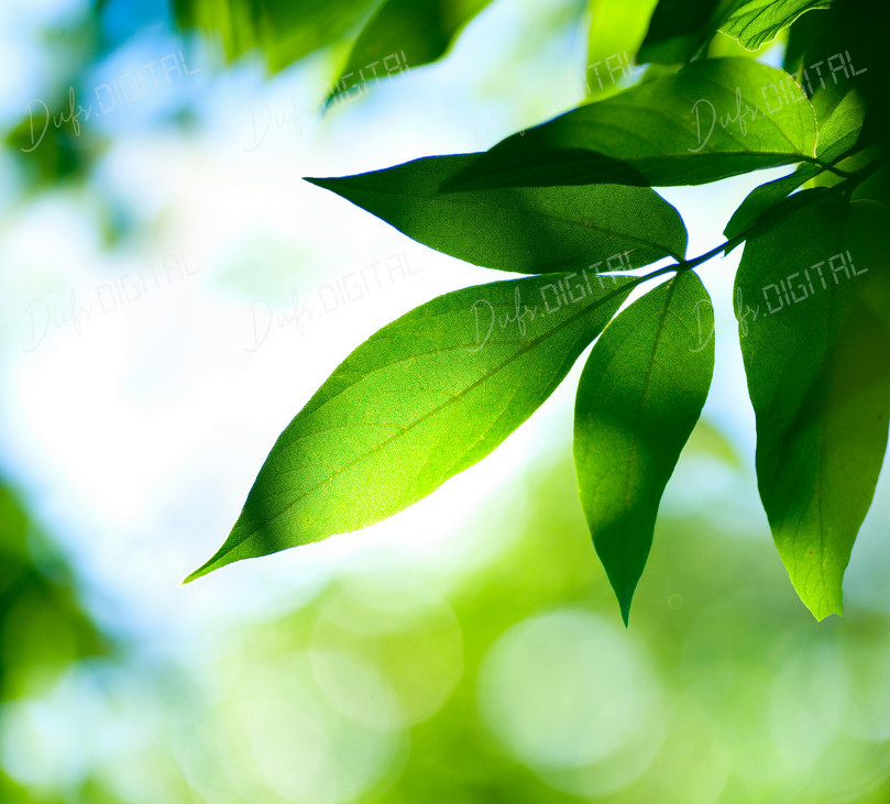 Green Leaves Close-Up