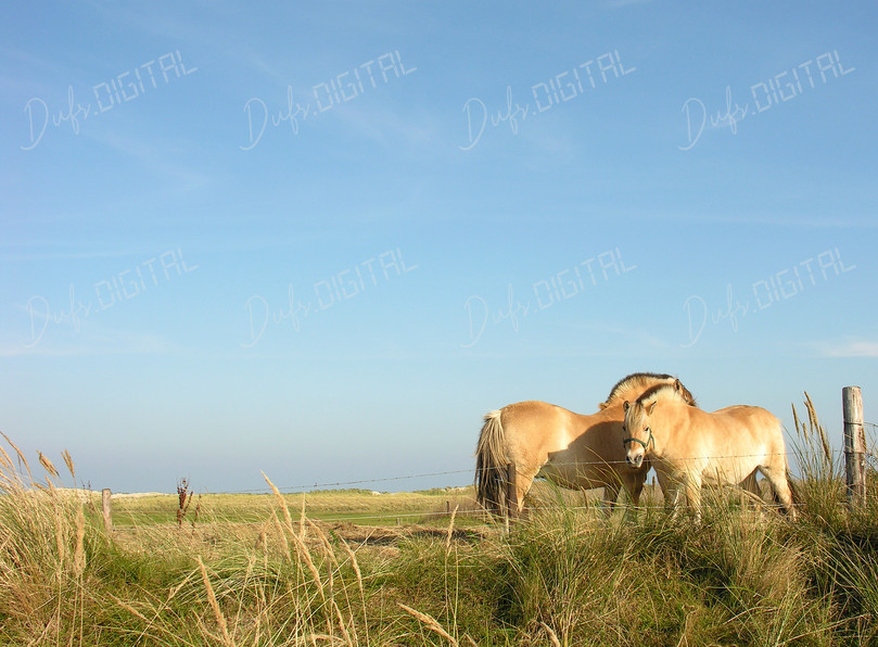 Two Horses in Nature