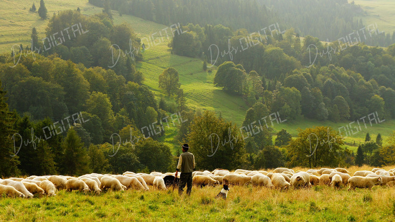 Shepherd with Flock