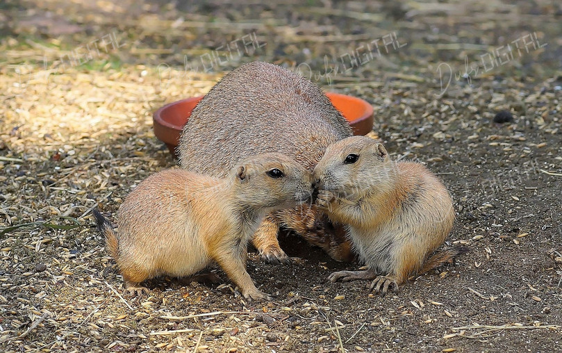 Playful Prairie Dogs