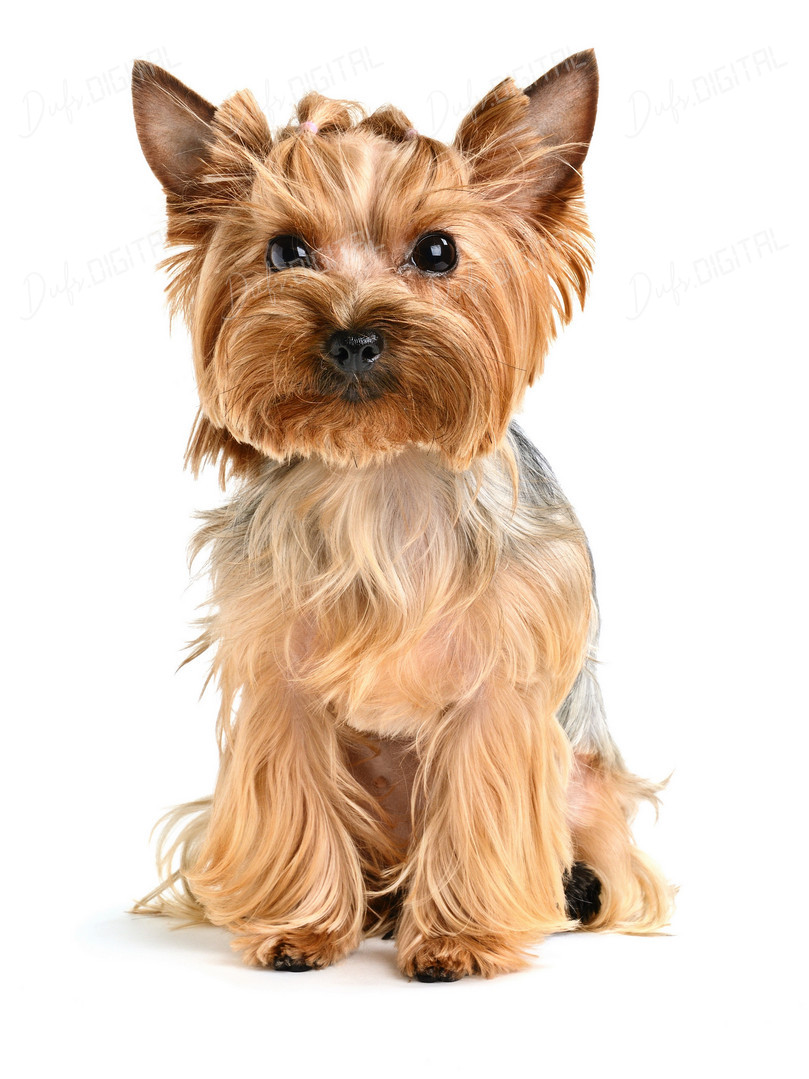 Cute Yorkshire Terrier