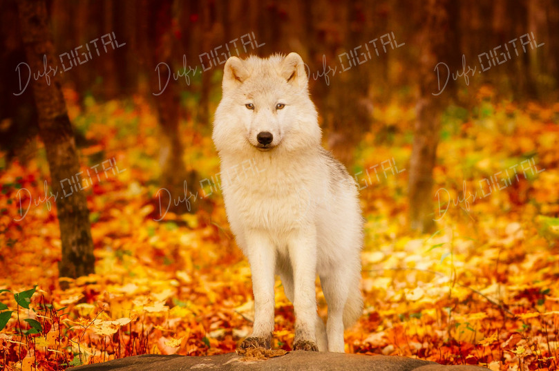 Wolf in Autumn Forest