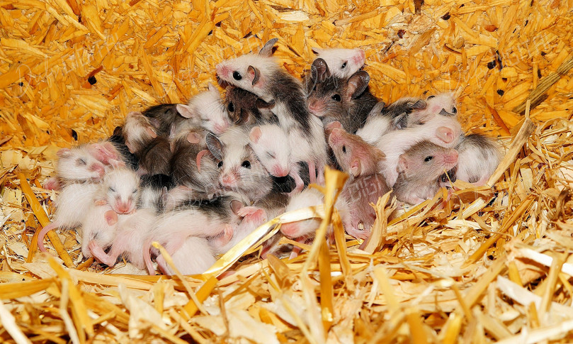 Group of Cute Mice