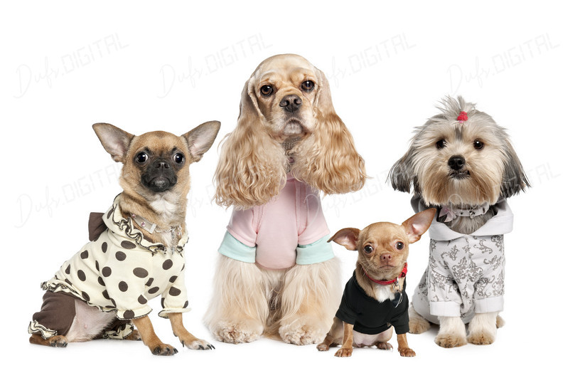Fashionable Dogs Together