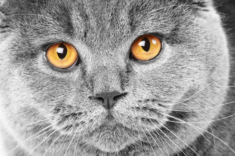 Striking Cat Portrait