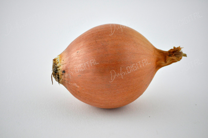 Fresh Onion Isolated