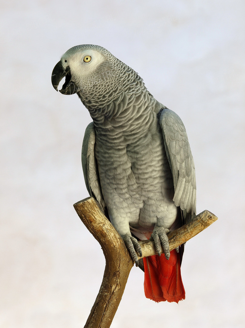 African Grey Parrot