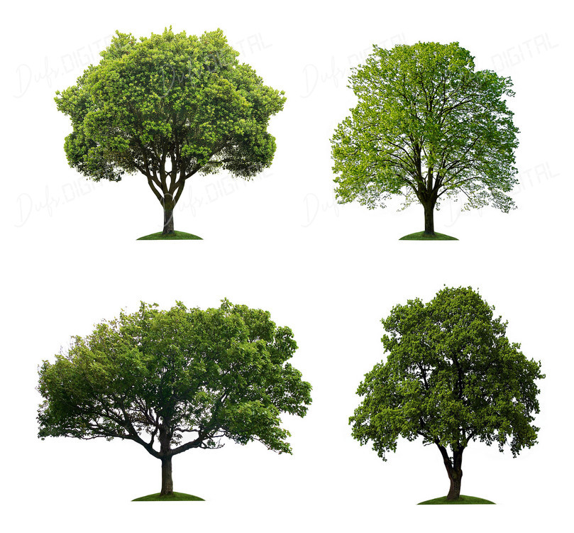 Variety of Green Trees