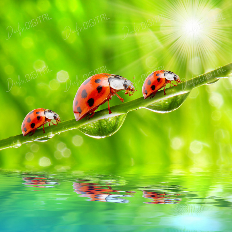 Ladybugs on a Leaf