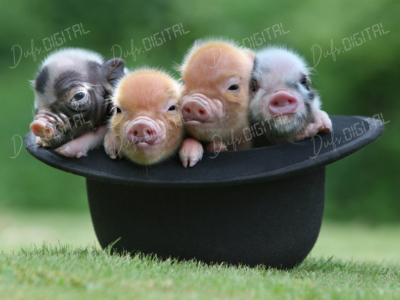 Cute Piglets in Hat